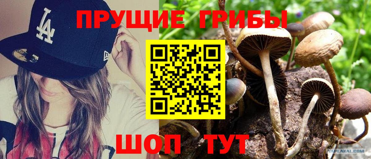 Моршанск  купить наркоту  Вход с VPN  Псилоцибиновые грибы Cubensis 